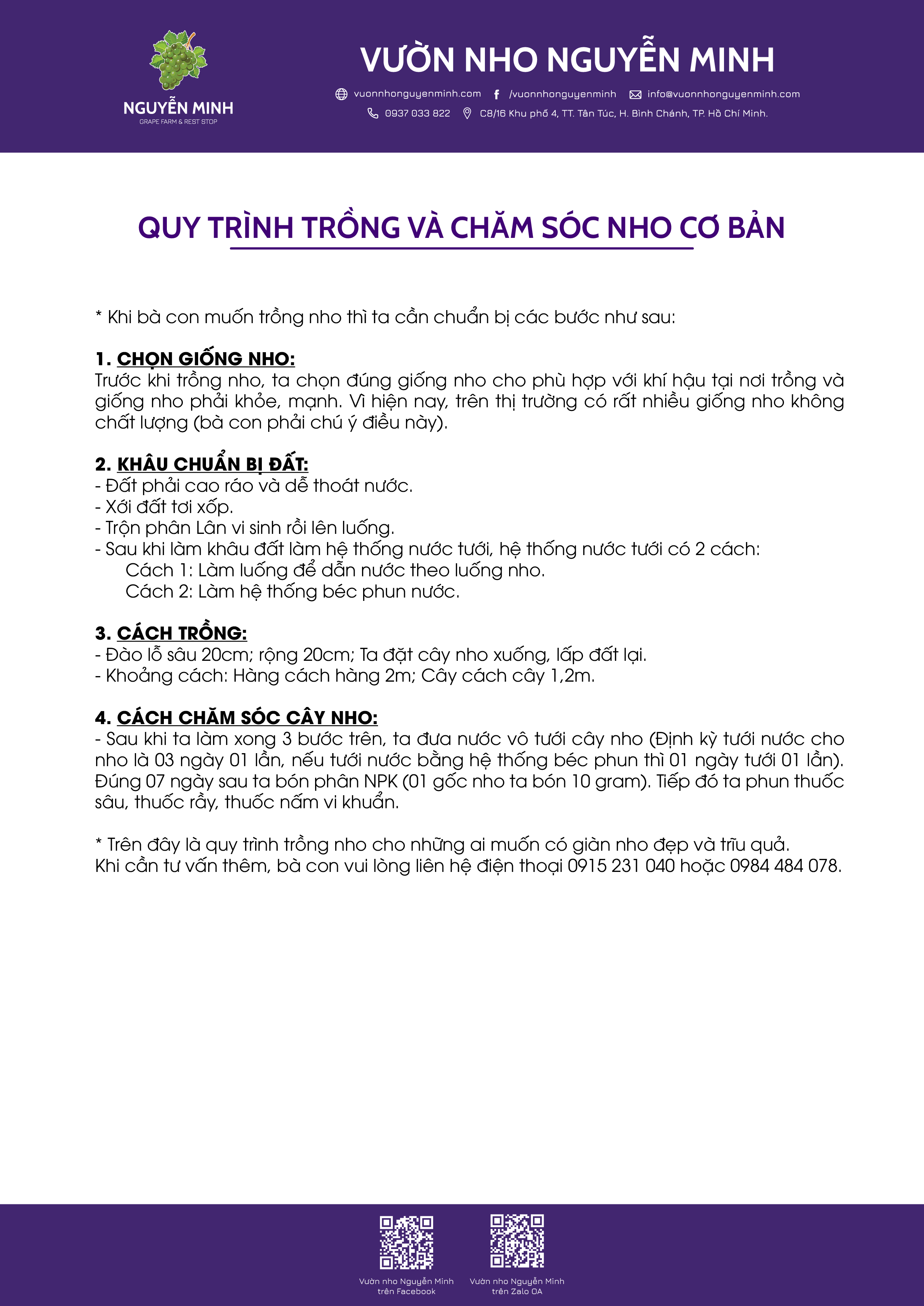 Quy trình trồng nho và chăm sóc nho cơ bản
